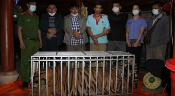 220kg의 증거 호랑이와 공안에 붙잡힌 베트남 도살 일당 3명  / 출처=VN익스프레스